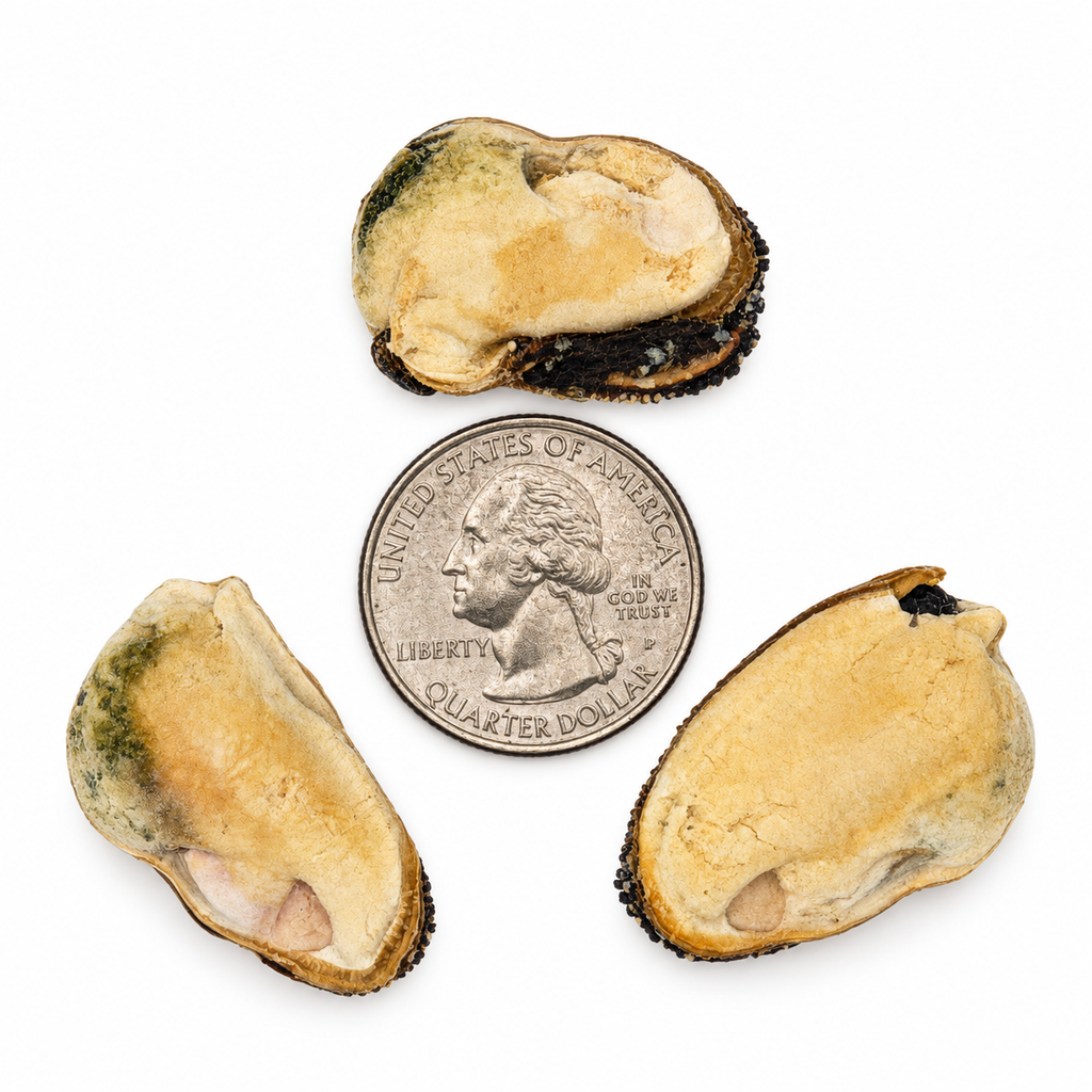 Freeze-Dried Chilean Blue Mussels 1.5oz